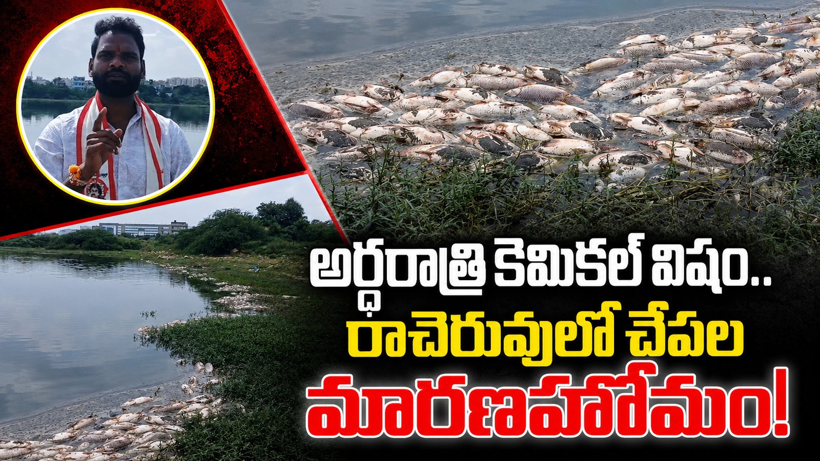 అర్ధరాత్రి కెమికల్‌ విషం.. రాచెరువులో చేపల మారణహోమం!